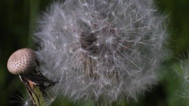 Sapında karahindiba tohumları var. Kabarık kafalı karahindiba çayırı