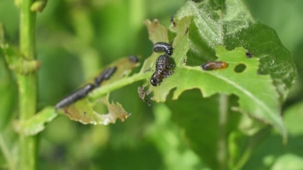 Las Larvas Negras Comen Las Hojas Del Árbol Gusanos Negros — Vídeos de Stock