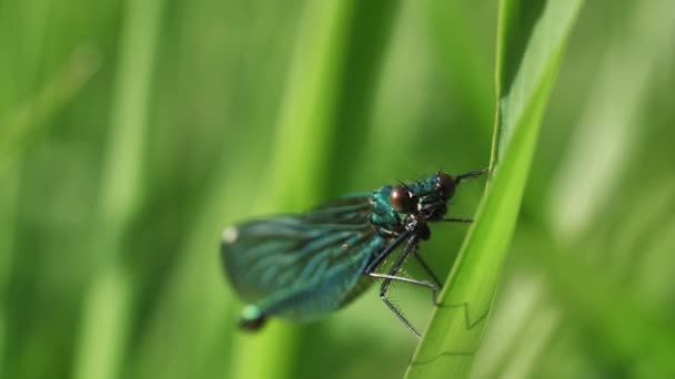 Mavili Bir Yusufçuk Yeşil Çimlerin Üzerinde Oturur Mavi Kanatlı Bir — Stok video