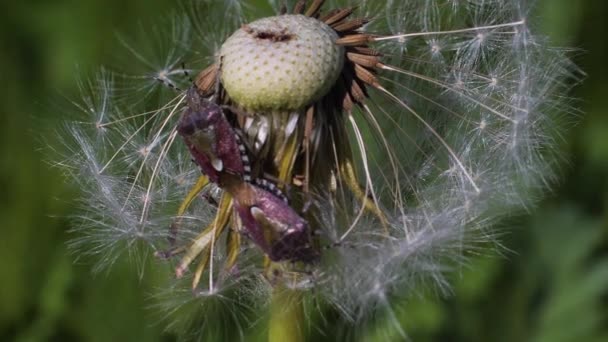 Stink Bugs Mated Dandelion Stink Bugs Dandelion Stem — Stock Video