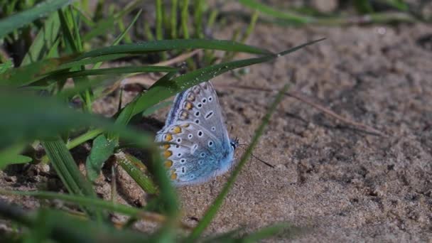 Piasku Siedzi Motyl Niebieskimi Skrzydłami Motyl Niebieskimi Skrzydłami — Wideo stockowe