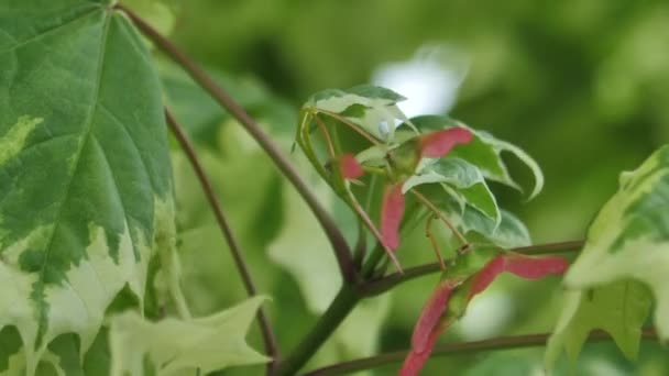 Folhas Verdes Bordo Primavera Ramos Bordo Com Folhas Verdes — Vídeo de Stock