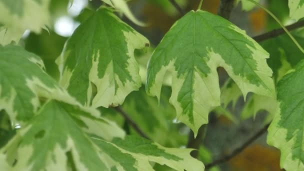 Feuilles Érable Vert Printemps Branches Érable Avec Feuilles Vertes — Video