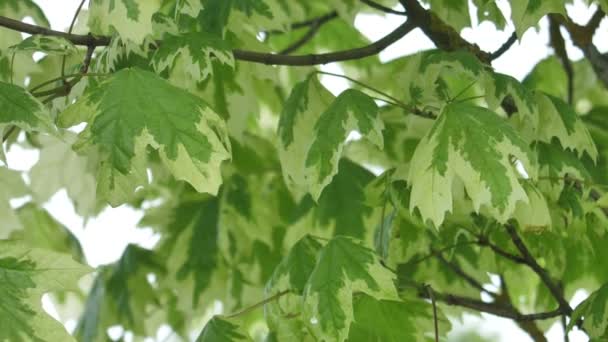 Feuilles Érable Vert Printemps Branches Érable Avec Feuilles Vertes — Video