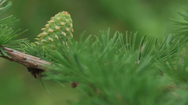Larch Young Green Cones Cones Branch Move Wind — Stock Video