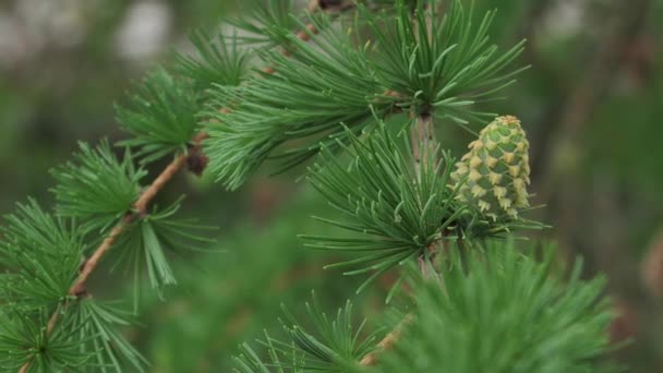 Larch Young Green Cones Cones Branch Move Wind — Stock Video