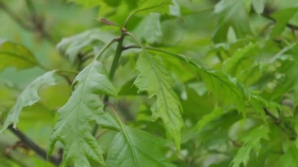 Oak Leaves New Airy Oak Leaves Move Wind — Stock Video