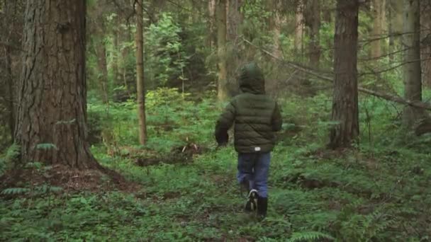 Gyerek Egyedül Eltévedt Erdőben Fiú Erdőben Egyedül Túlélés Egyedül Erdőben — Stock videók