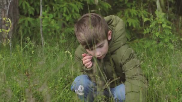 Kleine Jongen Eet Wilde Aardbeien Jongen Eet Bessen Zelfs Aan — Stockvideo