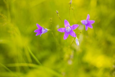 Çayırın mavi çanları çok güzel çiçek açar. Bir çelenk için şenlikli çiçekler