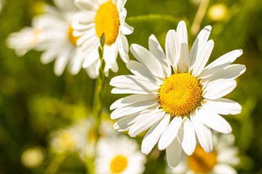 Gün batımında çayırda papatyalar. Otlaktaki beyaz yaz çiçekleri. Gündönümü taç çiçekleri