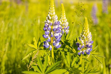 Lupine Summer çiçek açıyor. Gündönümü taç çiçekleri. Lavın içindeki istilacı çiçek.