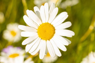 Gün batımında çayırda papatyalar. Otlaktaki beyaz yaz çiçekleri. Gündönümü taç çiçekleri