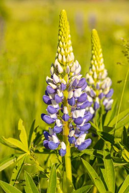 Lupine Summer çiçek açıyor. Gündönümü taç çiçekleri. Lavın içindeki istilacı çiçek.