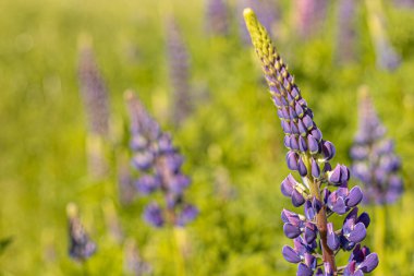 Lupine Summer çiçek açıyor. Gündönümü taç çiçekleri. Lavın içindeki istilacı çiçek.