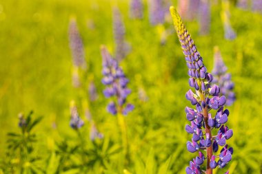 Lupine Summer çiçek açıyor. Gündönümü taç çiçekleri. Lavın içindeki istilacı çiçek.