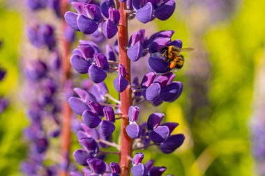 Lupine Summer çiçek açıyor. Gündönümü taç çiçekleri. Bumblebee çiçeklerden nektar toplar