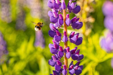 Lupine Summer çiçek açıyor. Gündönümü taç çiçekleri. Bumblebee çiçeklerden nektar toplar