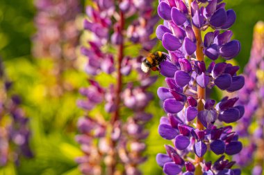 Lupine Summer çiçek açıyor. Gündönümü taç çiçekleri. Bumblebee çiçeklerden nektar toplar