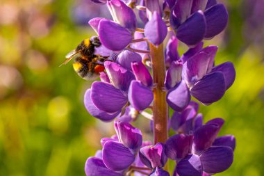 Lupine Summer çiçek açıyor. Gündönümü taç çiçekleri. Bumblebee çiçeklerden nektar toplar