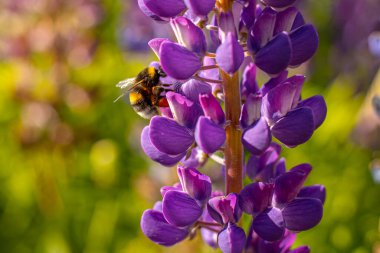 Lupine Summer çiçek açıyor. Gündönümü taç çiçekleri. Bumblebee çiçeklerden nektar toplar