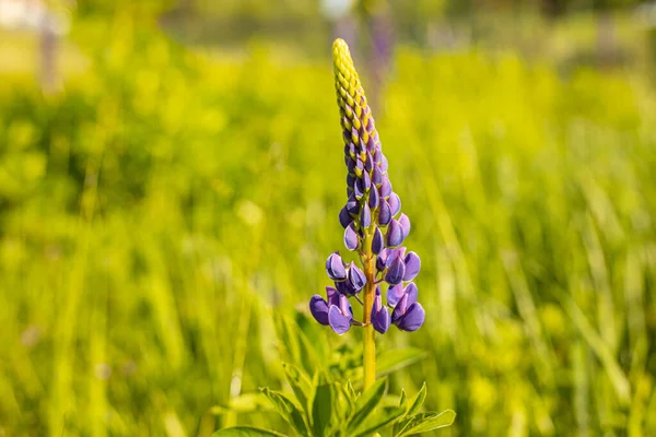 Lupine Léto Kvete Korunní Květiny Slunovratu Invazivní Květ Lávě — Stock fotografie