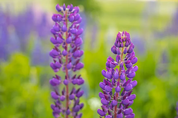 Fioritura Lupine Summer Fiori Corona Solstizio Fiore Invasivo Nella Lava — Foto Stock