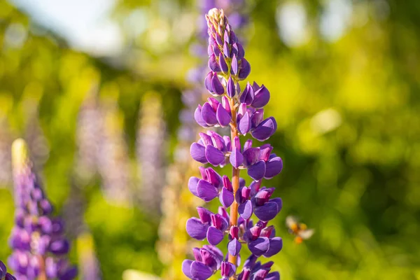 Lupine Summer flowering. Solstice crown flowers. Invasive flower in the lava