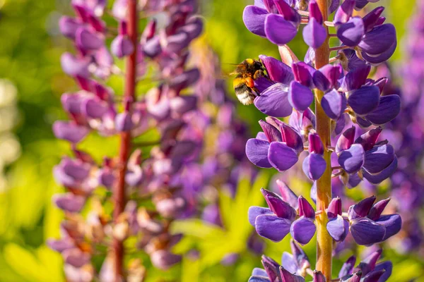 Lupine Summer çiçek açıyor. Gündönümü taç çiçekleri. Bumblebee çiçeklerden nektar toplar