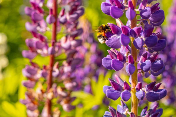 卢平夏天开花 索斯蒂丝皇冠花 大黄蜂从花朵中采集花蜜 — 图库照片