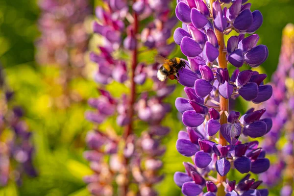 Lupine Summer Çiçek Açıyor Gündönümü Taç Çiçekleri Bumblebee Çiçeklerden Nektar — Stok fotoğraf