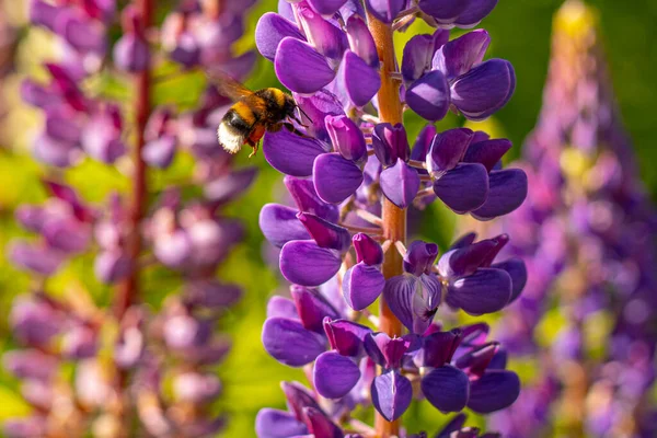 Lupine Summer flowering. Solstice crown flowers. Bumblebee collects nectar from flowers