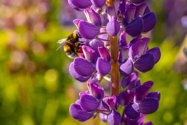 Lupine Summer flowering. Solstice crown flowers. Bumblebee collects nectar from flowers