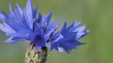 Gün batımında mavi çiçek çayırları. Gündönümü taç çiçekleri. Çayırdaki mavi yaz çiçekleri.