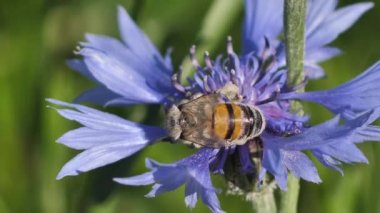 Meadow Blue Cornflower Bee işe yarıyor. Gündönümü taç çiçekleri. Çayırdaki mavi yaz çiçekleri.