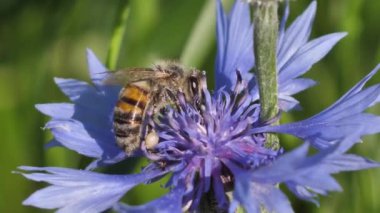 Meadow Blue Cornflower Bee işe yarıyor. Gündönümü taç çiçekleri. Çayırdaki mavi yaz çiçekleri.