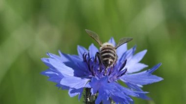 Meadow Blue Cornflower Bee işe yarıyor. Gündönümü taç çiçekleri. Çayırdaki mavi yaz çiçekleri.