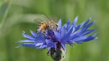Meadow Blue Cornflower Bee işe yarıyor. Gündönümü taç çiçekleri. Çayırdaki mavi yaz çiçekleri.