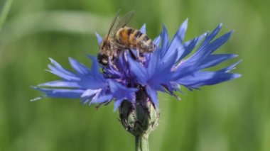 Meadow Blue Cornflower Bee işe yarıyor. Gündönümü taç çiçekleri. Çayırdaki mavi yaz çiçekleri.