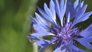 Gün batımında mavi çiçek çayırları. Gündönümü taç çiçekleri. Çayırdaki mavi yaz çiçekleri.