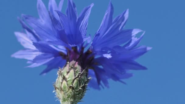 Prados Acianos Azules Atardecer Solsticio Flores Corona Flores Azules Verano — Vídeo de stock