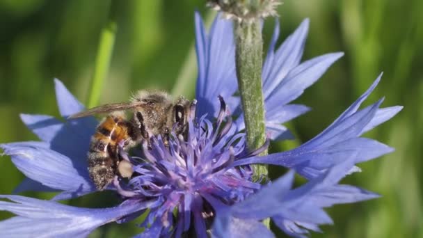 Abeja Azul Del Maizal Del Prado Funciona Solsticio Flores Corona — Vídeo de stock