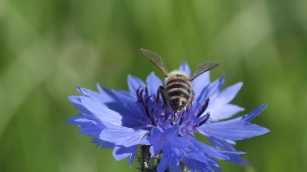 Λιβάδι Μπλε Μέλισσα Καλαμποκιού Λειτουργεί Λουλούδια Για Στέμμα Του Ηλιοστασίου — Αρχείο Βίντεο