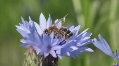 Meadow Blue Cornflower Bee işe yarıyor. Gündönümü taç çiçekleri. Çayırdaki mavi yaz çiçekleri.