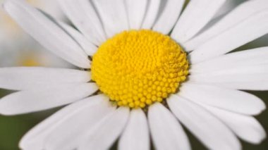 Gün batımında çayırda papatyalar. Gündönümü taç çiçekleri. Otlakta beyaz yaz çiçekleri.