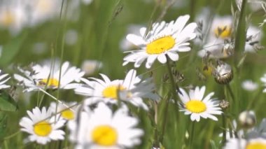 Gün batımında çayırda papatyalar. Gündönümü taç çiçekleri. Otlakta beyaz yaz çiçekleri.