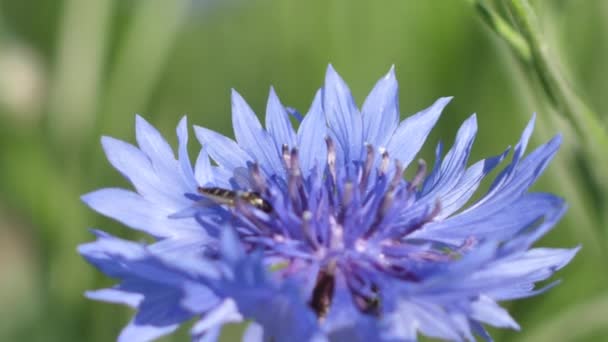 日没の青いトウモロコシの花のメドウズ 冬至の冠の花 牧草地の青い夏の花 — ストック動画