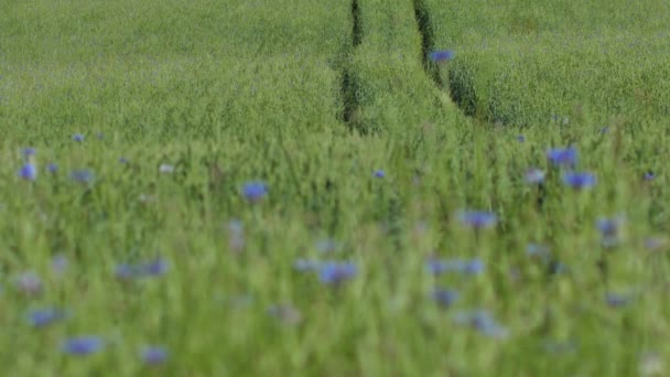 Prados Acianos Azules Atardecer Solsticio Flores Corona Flores Azules Verano — Vídeo de stock