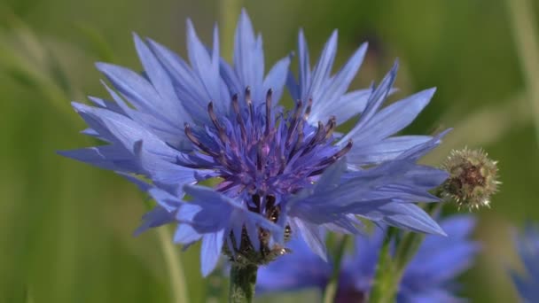 Meadows Blue Cornflowers Sunset Korunní Květiny Slunovratu Modré Letní Květiny — Stock video