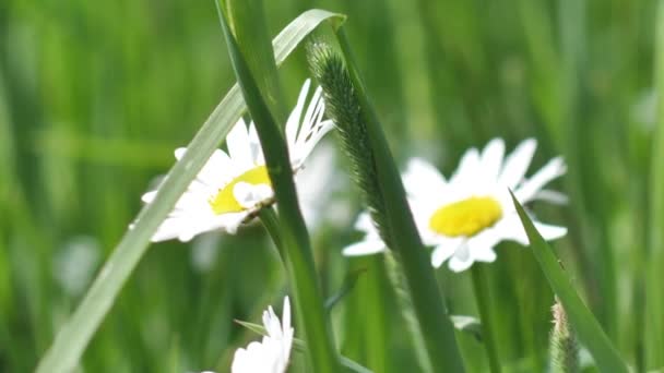 日没の牧草地でデイジー 冬至の冠の花 牧草地の白い夏の花 — ストック動画